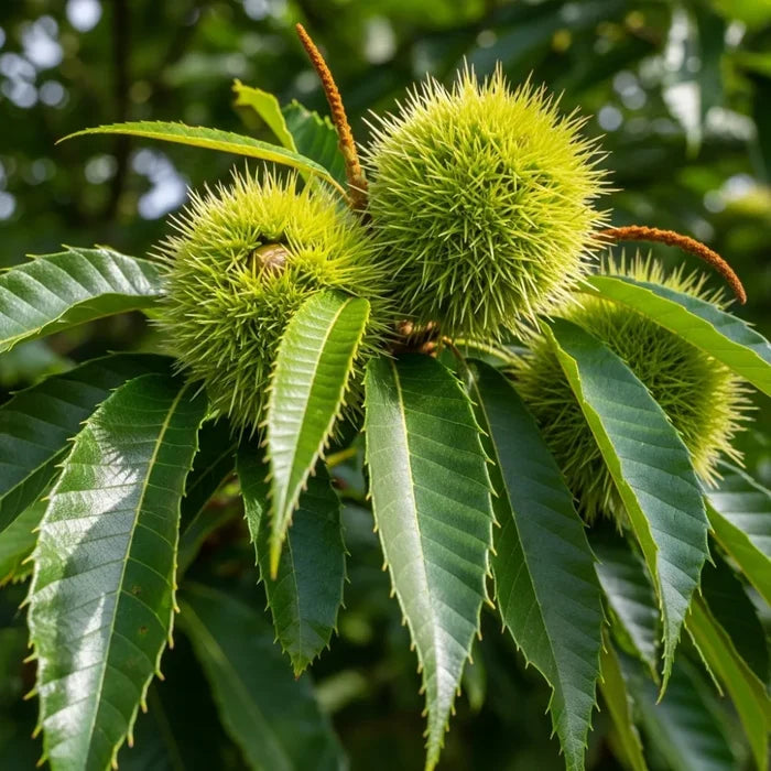 3ft Sweet Chestnut Tree | 3L Pot