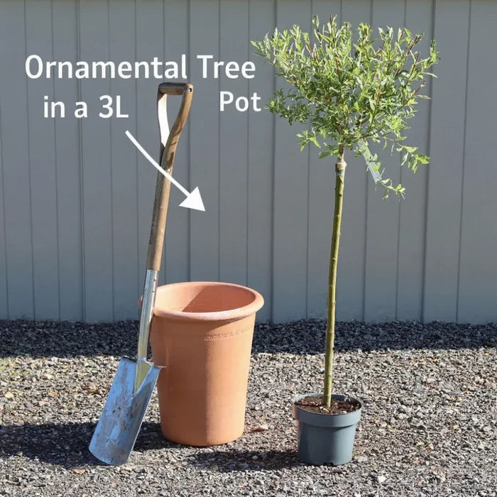 3ft Sweet Chestnut Tree | 3L Pot
