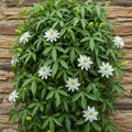 3ft White Passion Flower | Passiflora 'Snow Queen' | 2L Pot