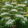 4ft 'Nicole' Japanese Dogwood Tree | Cornus kousa | 4.5L Pot