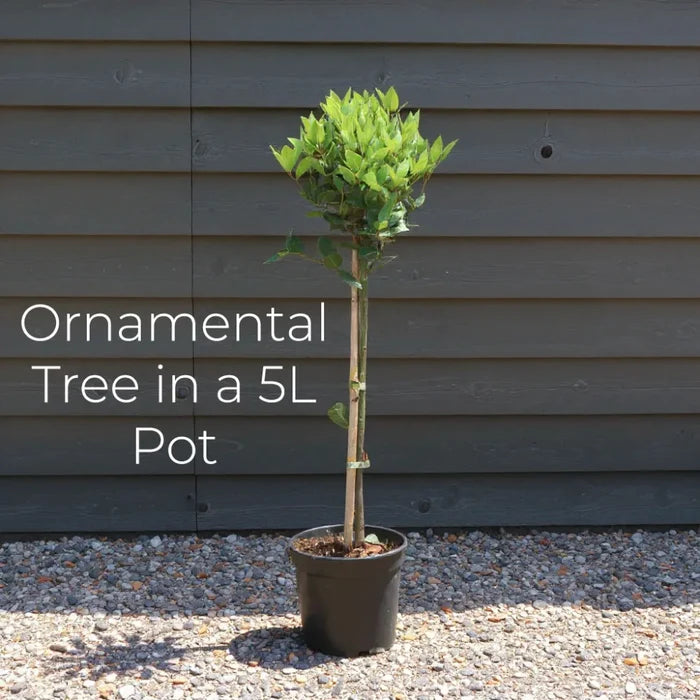 4ft Patio Loropetalum Tree | 5L Pot