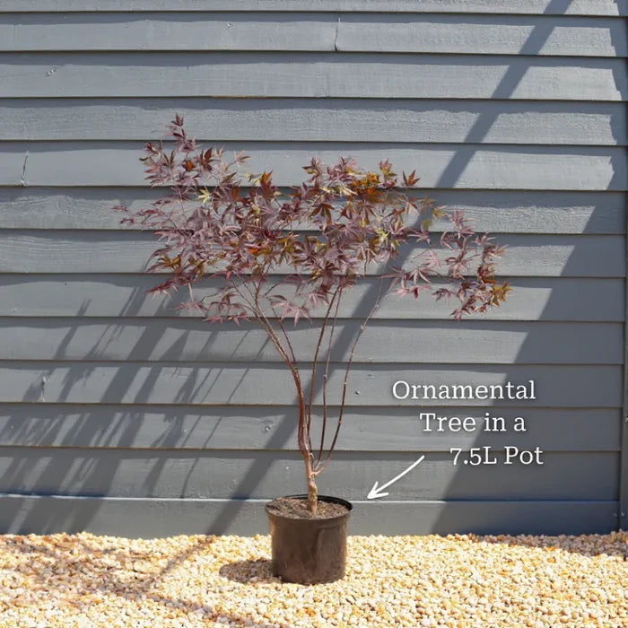 4ft 'Tamukeyama' Japanese Maple Tree | 7.5L Pot