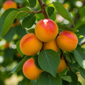 5ft 'Alfred' Peach Tree | 1 Years Old