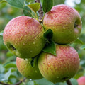 5ft 'Bramley's Seedling' Dwarfing Apple Tree | Bare Root | 2 Years Old
