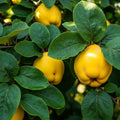 5ft 'Champion' Quince Tree | Bare Root | 2 Years Old