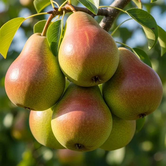 5ft 'Conference' Pear Tree | 7.5L Pot | 2 Years Old
