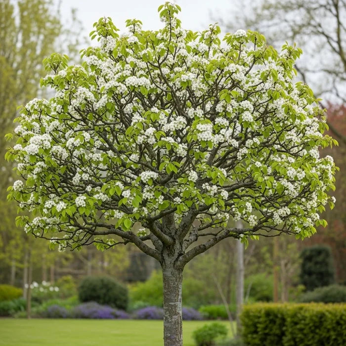 5ft 'Conference' Pear Tree | 7.5L Pot | 2 Years Old