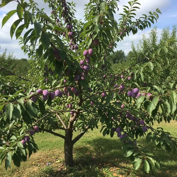 5ft Cordon Merryweather Damson Tree | Bare Root | 2 Years Old