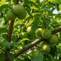 5ft Dwarfing Old Greengage Plum Tree | Bare Root | 2 Years Old