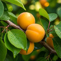5ft 'Early Moorpark' Apricot Tree | 7.5L Pot | 1 Years Old