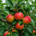 5ft 'Elstar' Dwarfing Apple Tree | 7.5L Pot | 2 Years Old
