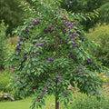 5ft 'Farleigh' Damson Tree | 2 Year Old Bare Root