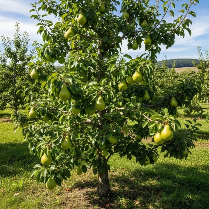 5ft 'Green Williams' Pear Tree | Bare Root | 2 Years Old