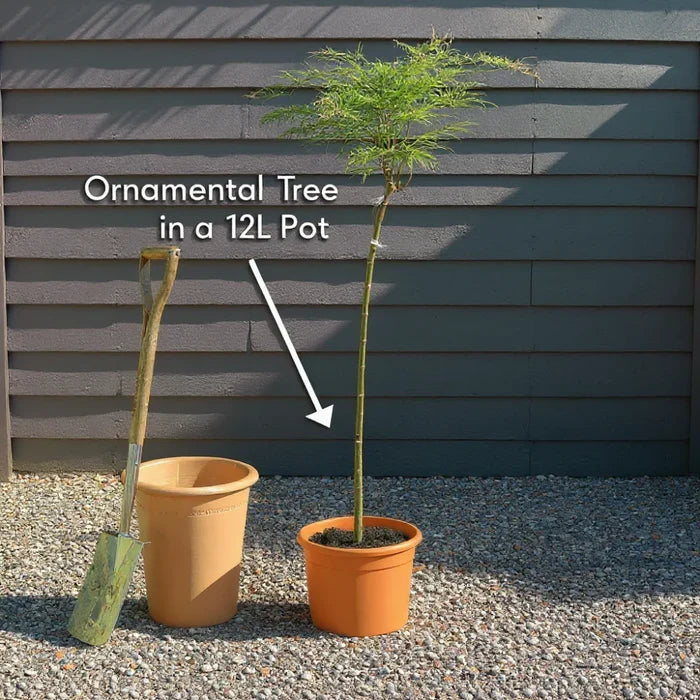 5ft Japanese Maple Tree | Acer palmatum 'Osakazuki' | 12L Pot