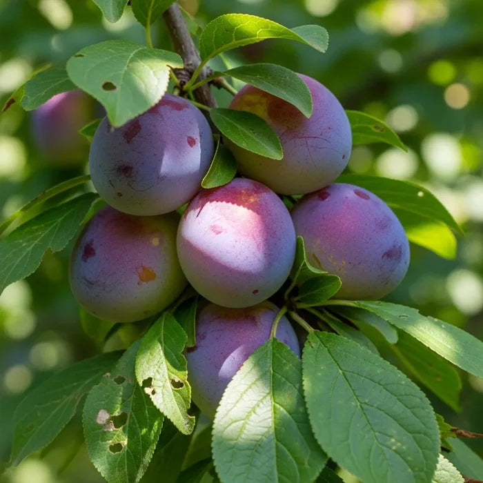 5ft Jubilee Plum Tree | 2 Year Old Bare Root Tree