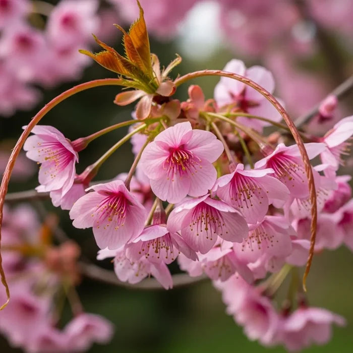 5ft 'Kursar' Cherry Blossom Tree | 7.5L Pot  | 2 Years Old