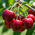 5ft 'Lapins' Cherry Tree | 7.5L Pot | 2 Years Old