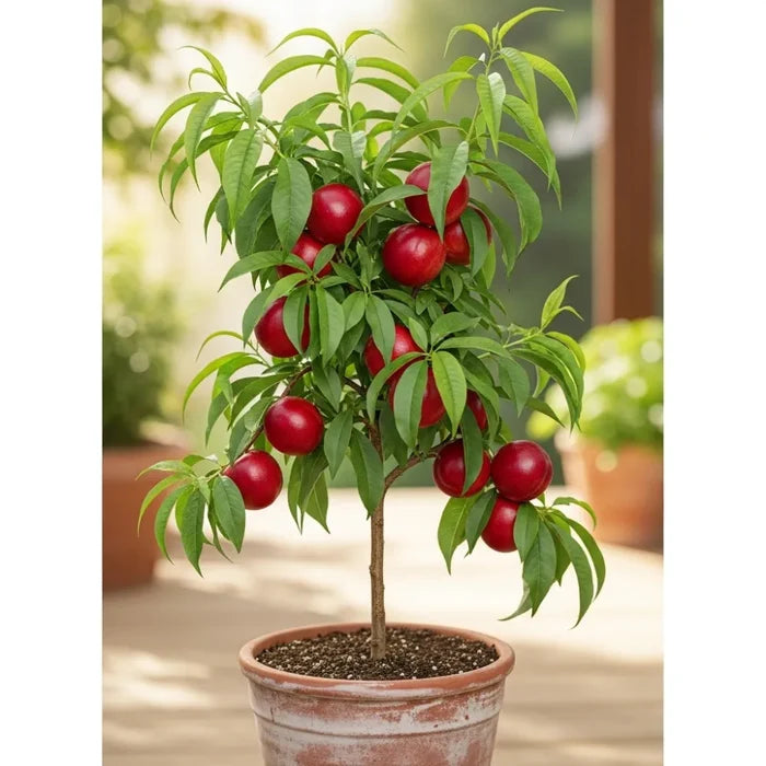 5ft 'Lord Napier' Patio Nectarine Tree | Bare Root | 1 Years Old