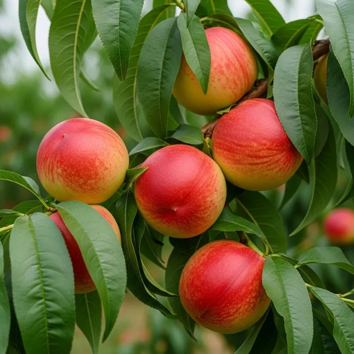 5ft 'Lord Napier' Patio Nectarine Tree | Bare Root | 1 Years Old