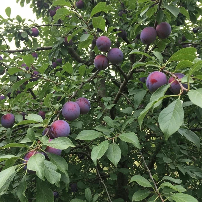 Ripe 'Merryweather' Damson plums hang on branches with lush green leaves, set against dense foliage, showcasing a vibrant fruit tree in summer.