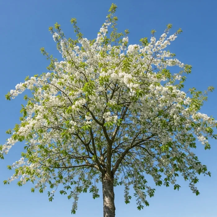 5ft 'Morello' Cherry Tree | 7.5L Pot | 2 Years Old