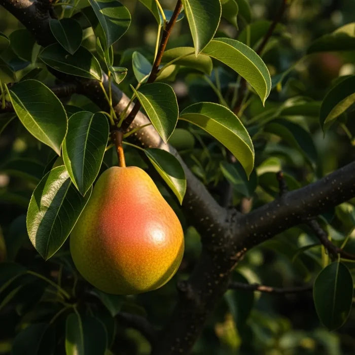 5ft 'Onward' Pear Tree | 9L Pot | 2 Years Old