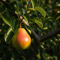 5ft 'Onward' Pear Tree | 9L Pot | 2 Years Old
