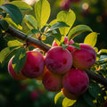 5ft 'Opal' Cordon Plum Tree