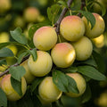 5ft 'Oullins Golden Gage' Plum Tree | 7.5L Pot | 2 Years Old