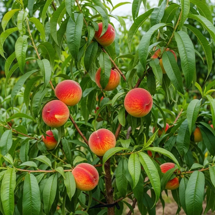 5ft 'Peregrine' Peach Tree | Bare Root | 2 Years Old