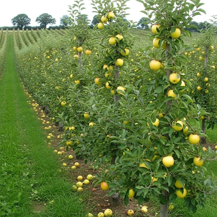 5ft 'Pitmaston Pineapple' Apple Tree | Bare Root | 2 Years Old