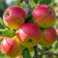 5ft 'Pixie' Apple Tree | Bare Root | 2 Years Old