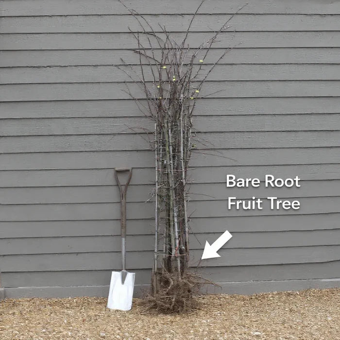 5ft 'Pixie' Apple Tree | Bare Root | 2 Years Old