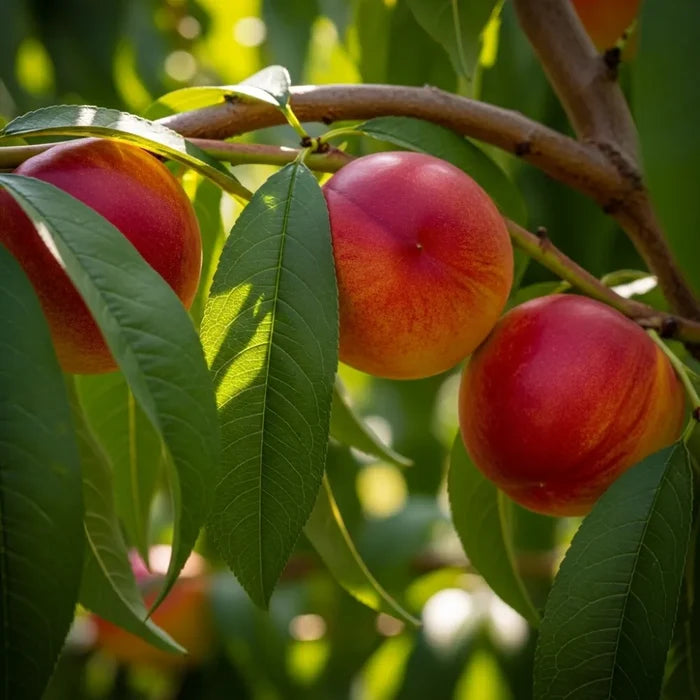 5ft 'Red Gold' Nectarine Tree | Bare Root