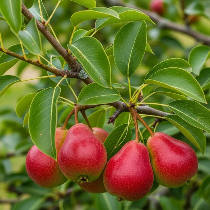5ft 'Red Williams' Pear Tree | 7.5L Pot | 2 Years Old