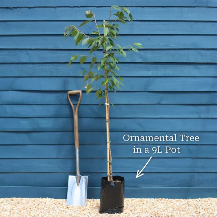 5ft Sweetgum Tree | Liquidambar styraciflua 'Slender Silhouette' | 9L Pot