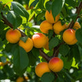 5ft 'Tomcot' Apricot Tree | 7.5L Pot | 1 Years Old