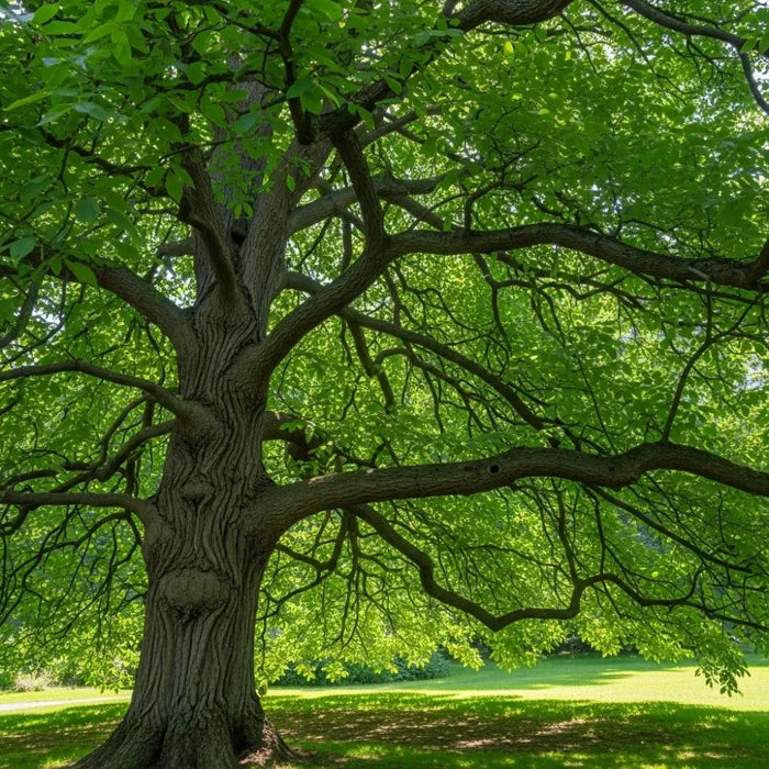 5ft Walnut Tree | Juglans regia | 7.5L Pot | 2 Years Old