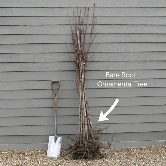 5ft White Columnar Cherry Blossom Tree | Prunus 'Spire' | Bare Root | 2 Years Old
