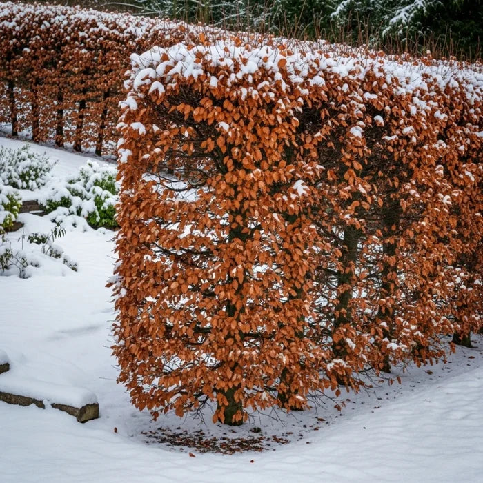60cm Common Beech Hedging | Fagus sylvatica | Bare Root