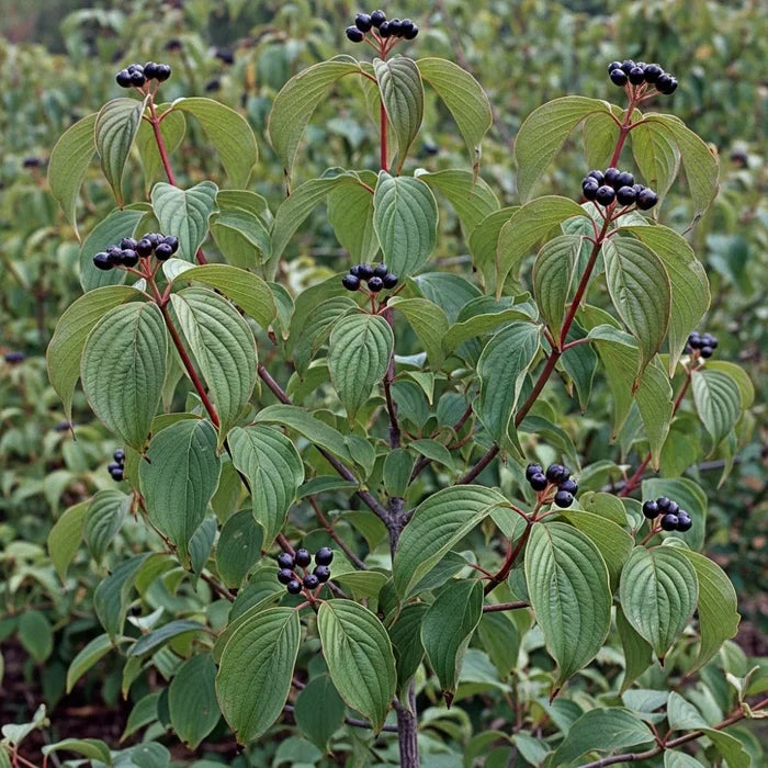 Vibrant green leaves & dark blue berries on Cornus sanguinea (Dogwood Hedging), showcasing its lush foliage & fruit in a natural setting.