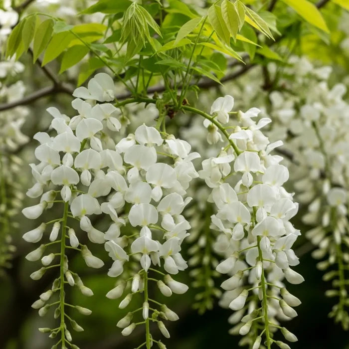 6ft Grafted White Wisteria | Wistetia sinensis 'Alba' | 10L Pot