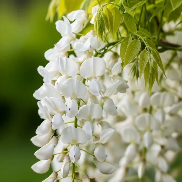 6ft Grafted White Wisteria | Wistetia sinensis 'Alba' | 10L Pot