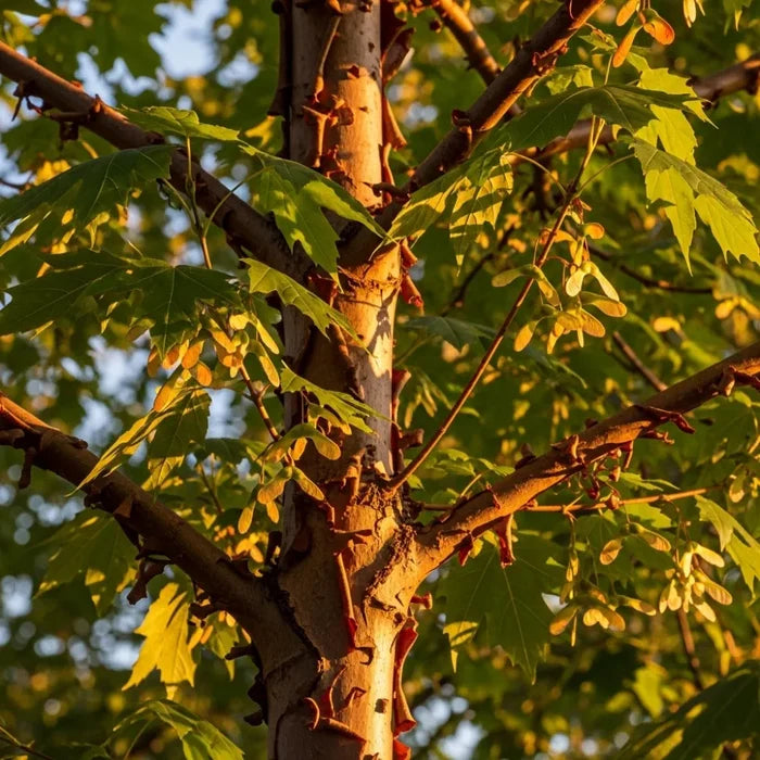 Sunlit Paperbark Maple (Acer griseum) trunk with vibrant green leaves & samaras, casting intricate shadows in warm golden light.