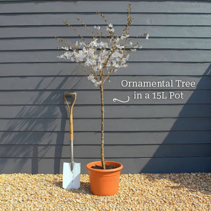 6ft Paperbark Maple Tree | Acer griseum | 15L Pot