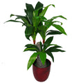 75cm Artificial Dracaena Plant - Wide Trunk Triple Branch Large