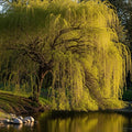7ft Half-Standard 'Chrysocoma' Golden Weeping Willow Tree | Mature Salix | 6/8cm Girth | Grown in 20L Airpot