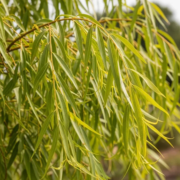 7ft Half-Standard 'Chrysocoma' Golden Weeping Willow Tree | Mature Salix | 6/8cm Girth | Grown in 20L Airpot