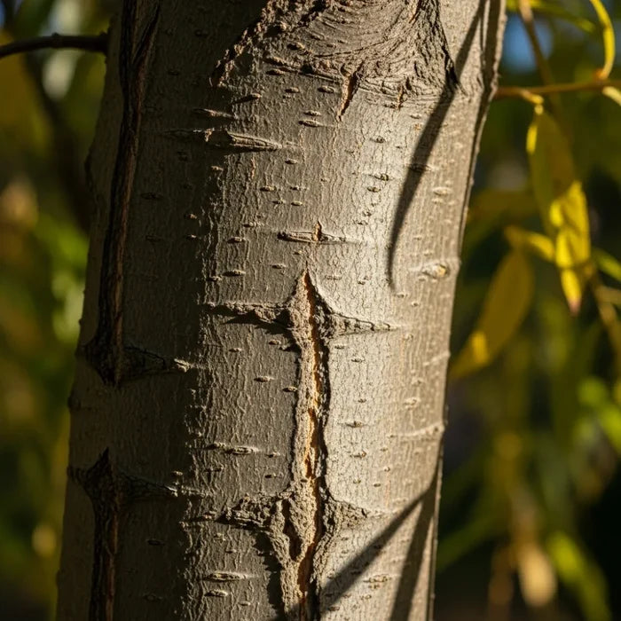 7ft Half-Standard 'Chrysocoma' Golden Weeping Willow Tree | Mature Salix | 6/8cm Girth | Grown in 20L Airpot