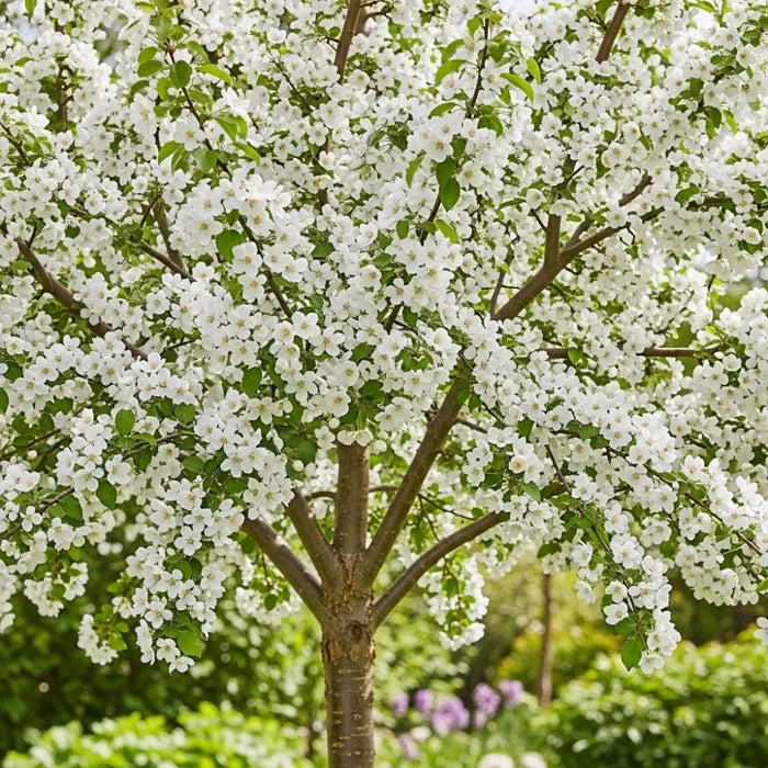 7ft Half-Standard 'Evereste' Crabapple Tree | Mature Bare Root Tree | 6/8cm Girth